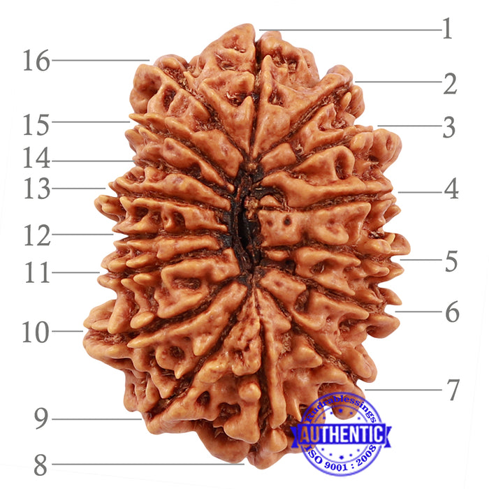 16 Mukhi Rudraksha from Nepal - Bead No. 50