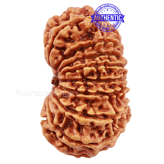 16 Mukhi Rudraksha from Nepal - Bead No. 50