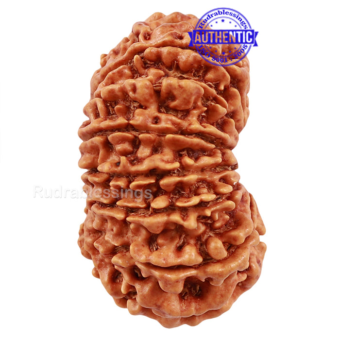 16 Mukhi Rudraksha from Nepal - Bead No. 50