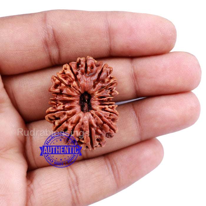 16 Mukhi Rudraksha from Nepal - Bead No. 53