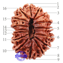 Load image into Gallery viewer, 16 Mukhi Rudraksha from Nepal - Bead No. 53
