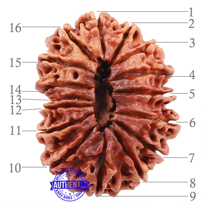 16 Mukhi Rudraksha from Nepal - Bead No. 53