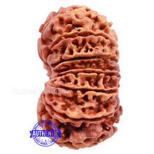 Load image into Gallery viewer, 16 Mukhi Rudraksha from Nepal - Bead No. 53
