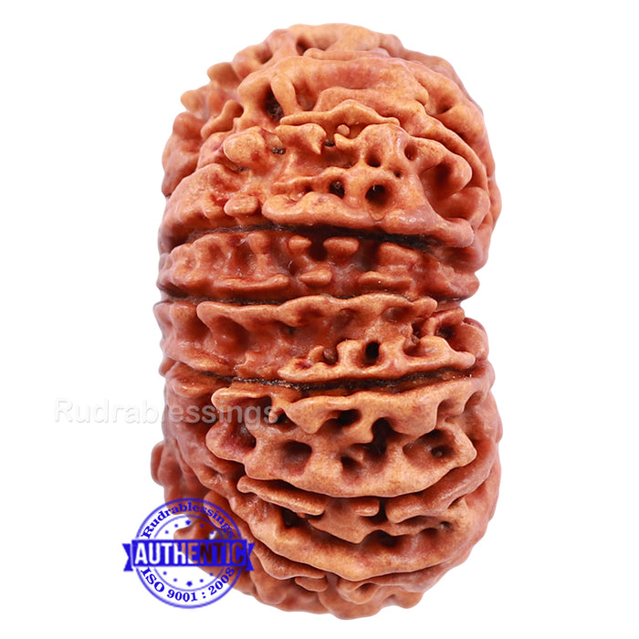 16 Mukhi Rudraksha from Nepal - Bead No. 53