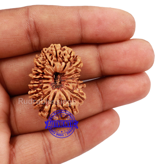 16 Mukhi Rudraksha from Nepal - Bead No. 54