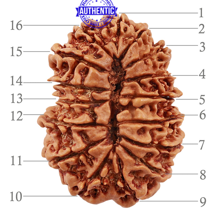 16 Mukhi Rudraksha from Nepal - Bead No. 54