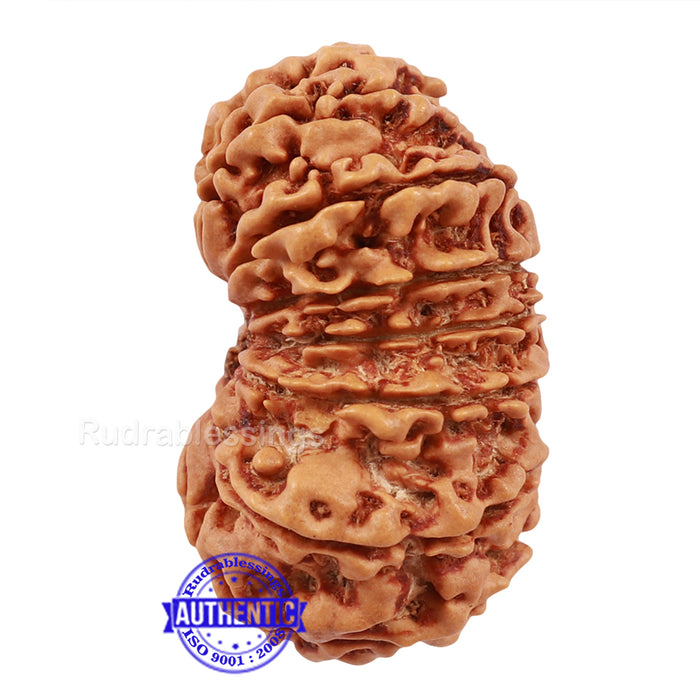16 Mukhi Rudraksha from Nepal - Bead No. 54