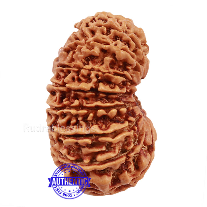 16 Mukhi Rudraksha from Nepal - Bead No. 54