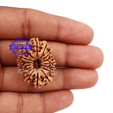 Load image into Gallery viewer, 16 Mukhi Rudraksha from Nepal - Bead No. 55

