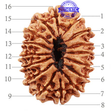 Load image into Gallery viewer, 16 Mukhi Rudraksha from Nepal - Bead No. 55
