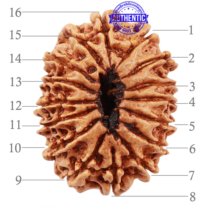 16 Mukhi Rudraksha from Nepal - Bead No. 55