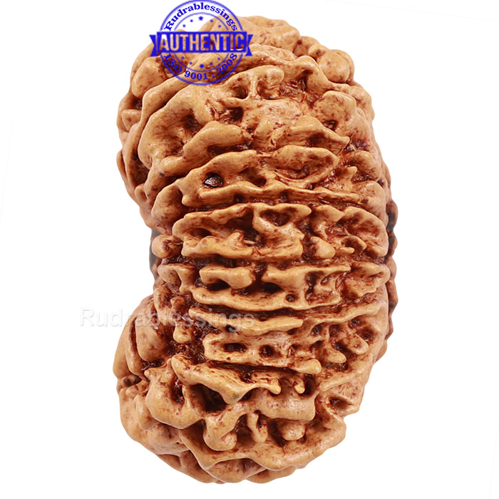 16 Mukhi Rudraksha from Nepal - Bead No. 55