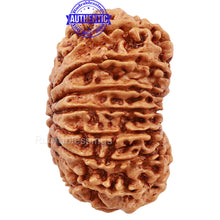 Load image into Gallery viewer, 16 Mukhi Rudraksha from Nepal - Bead No. 55

