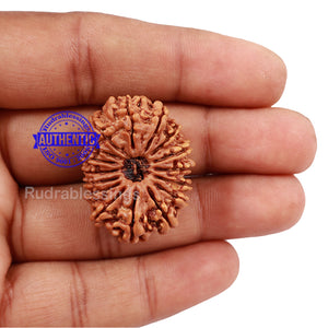 16 Mukhi Rudraksha from Nepal - Bead No. 56