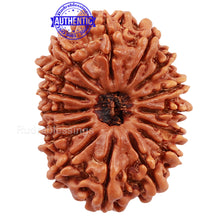 Load image into Gallery viewer, 16 Mukhi Rudraksha from Nepal - Bead No. 56
