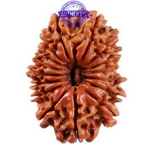 Load image into Gallery viewer, 16 Mukhi Rudraksha from Nepal - Bead No. 65
