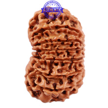 Load image into Gallery viewer, 16 Mukhi Rudraksha from Nepal - Bead No. 65
