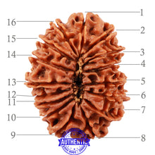 Load image into Gallery viewer, 16 Mukhi Rudraksha from Nepal - Bead No. 66
