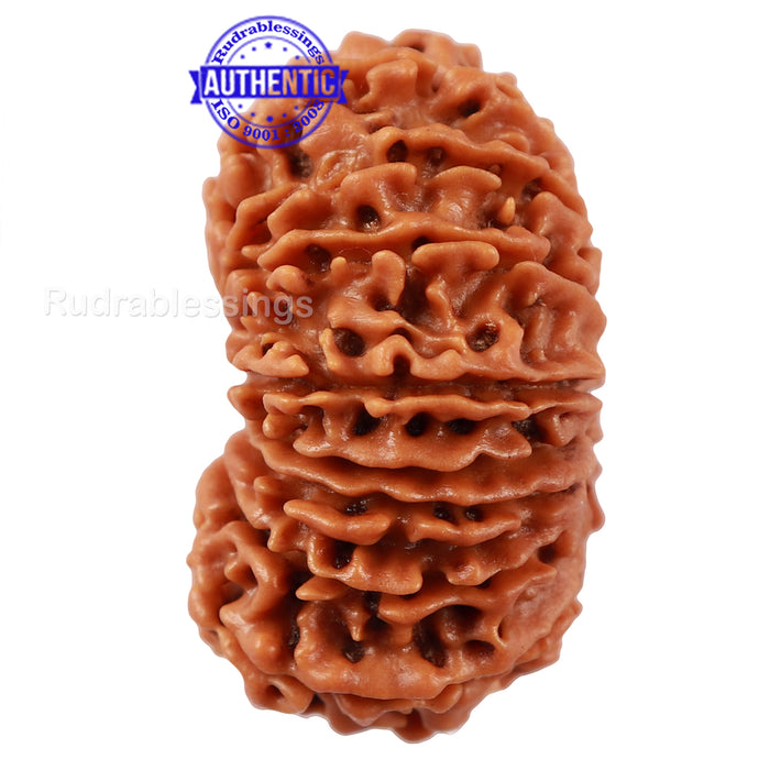16 Mukhi Rudraksha from Nepal - Bead No. 66