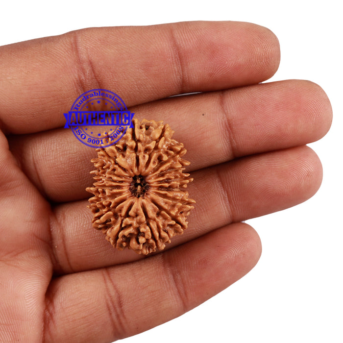 16 Mukhi Rudraksha from Nepal - Bead No. 67