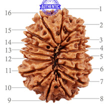 Load image into Gallery viewer, 16 Mukhi Rudraksha from Nepal - Bead No. 67
