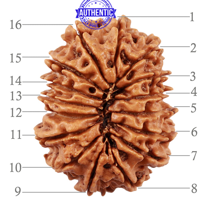 16 Mukhi Rudraksha from Nepal - Bead No. 67