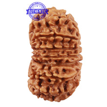 Load image into Gallery viewer, 16 Mukhi Rudraksha from Nepal - Bead No. 67

