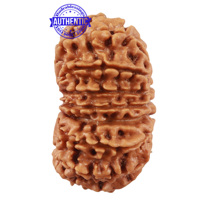 16 Mukhi Rudraksha from Nepal - Bead No. 67