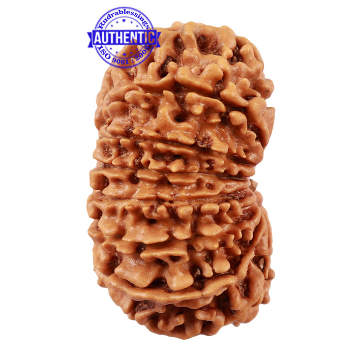 16 Mukhi Rudraksha from Nepal - Bead No. 67