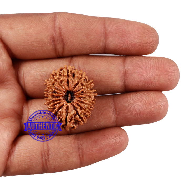 16 Mukhi Rudraksha from Nepal - Bead No. 68