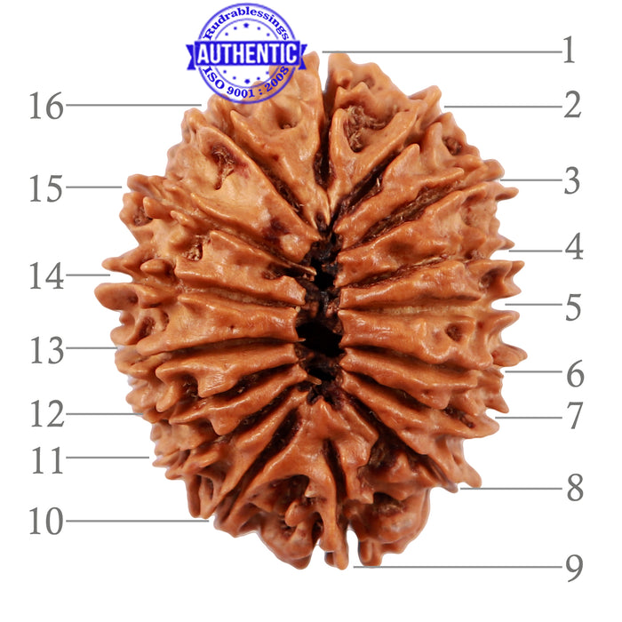 16 Mukhi Rudraksha from Nepal - Bead No. 68