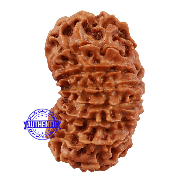 16 Mukhi Rudraksha from Nepal - Bead No. 68
