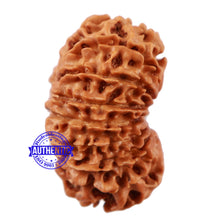 Load image into Gallery viewer, 16 Mukhi Rudraksha from Nepal - Bead No. 68
