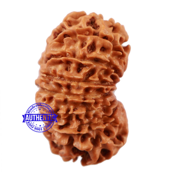 16 Mukhi Rudraksha from Nepal - Bead No. 68