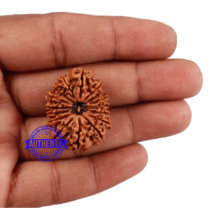16 Mukhi Rudraksha from Nepal - Bead No. 70