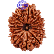 Load image into Gallery viewer, 16 Mukhi Rudraksha from Nepal - Bead No. 70
