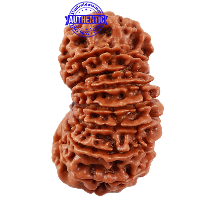 16 Mukhi Rudraksha from Nepal - Bead No. 70