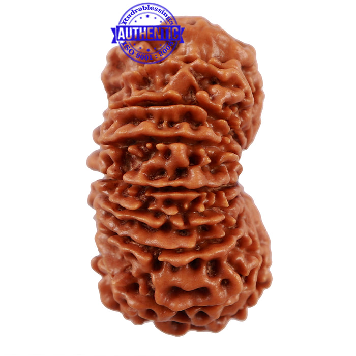 16 Mukhi Rudraksha from Nepal - Bead No. 70