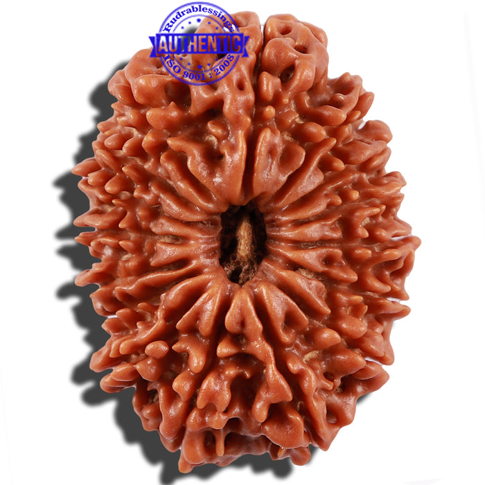 16 Mukhi Rudraksha from Nepal - Bead No. 72
