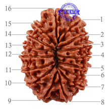 Load image into Gallery viewer, 16 Mukhi Rudraksha from Nepal - Bead No. 72
