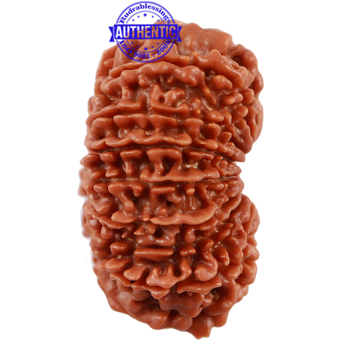 16 Mukhi Rudraksha from Nepal - Bead No. 72
