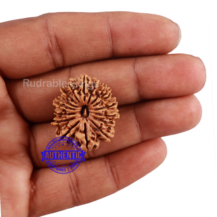 16 Mukhi Rudraksha from Nepal - Bead No. 73