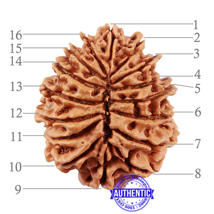 16 Mukhi Rudraksha from Nepal - Bead No. 73