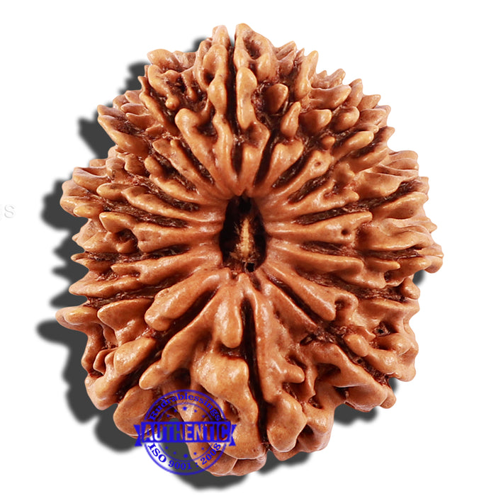 16 Mukhi Rudraksha from Nepal - Bead No. 73