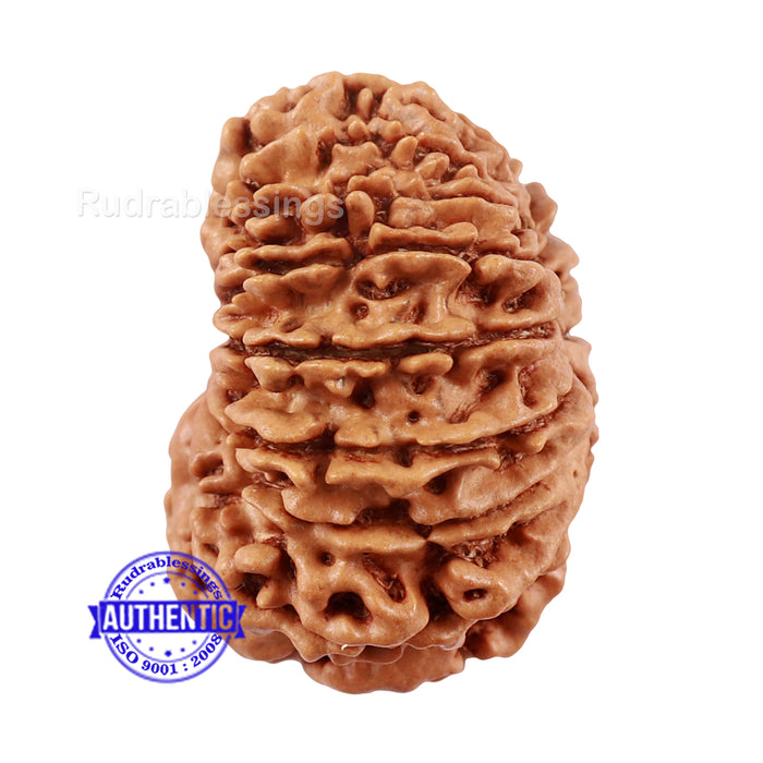 16 Mukhi Rudraksha from Nepal - Bead No. 73
