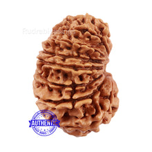 Load image into Gallery viewer, 16 Mukhi Rudraksha from Nepal - Bead No. 73
