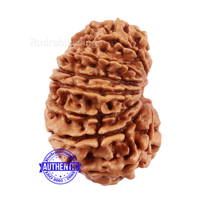 16 Mukhi Rudraksha from Nepal - Bead No. 73