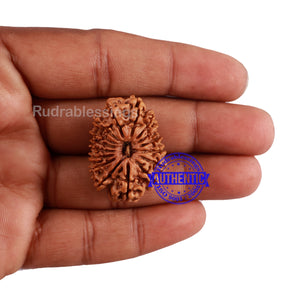 16 Mukhi Rudraksha from Nepal - Bead No. 75