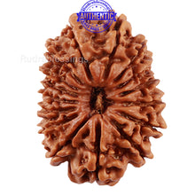Load image into Gallery viewer, 16 Mukhi Rudraksha from Nepal - Bead No. 75
