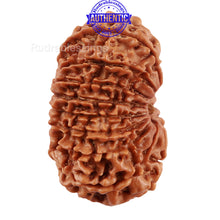 Load image into Gallery viewer, 16 Mukhi Rudraksha from Nepal - Bead No. 75
